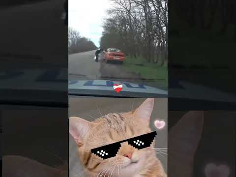 This Car Literally Rage Quit in Real Life 🤣🚗💨 #meme #cat #dance