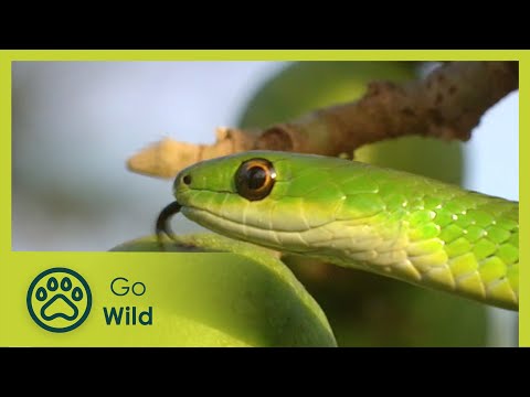 Animal Language - Animals Like Us 3/11 - Go Wild