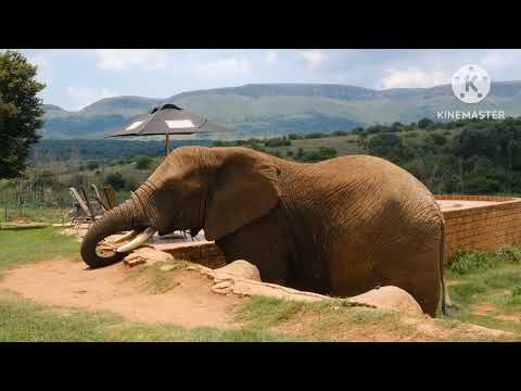 Elephant, Elephant Thailand, Chiang Mai, cut elephant sanctuary, Top Ten Baby Elephants At Play