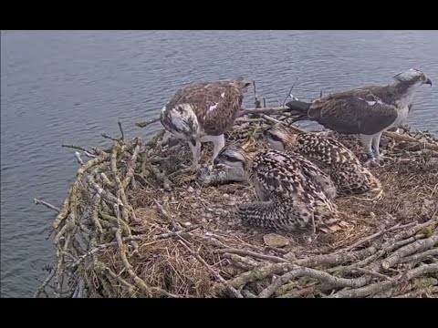 Hungry Rutland Osplet doesn’t wait for mum Maya and starts self-feeding 7 Jun 2021