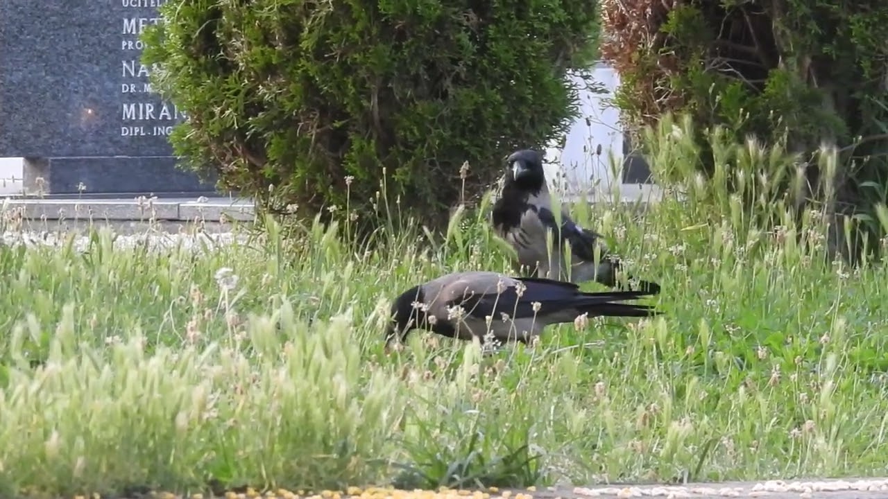 Two crows take some peanuts