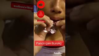 Download lagu Suara plastik kresek pancingan burung Kacer murai mp3