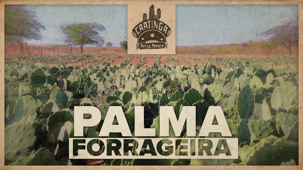 PALMA FORRAGEIRA - Caatinga [#04] | Terra Negra