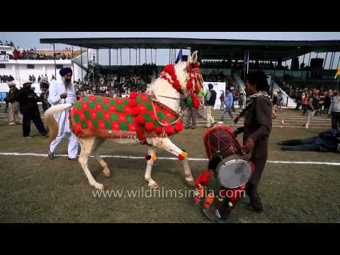 Horse dancing to the rhythm of dhol: Only in India