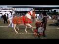 Horse dancing to the rhythm of dhol: Only in India