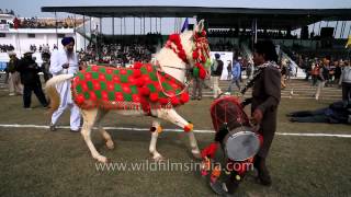 Horse dancing to the rhythm of dhol: Only in India