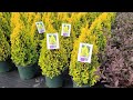 Thuja Jantar (Golden American Arborvitae) // Bright, Very Colorful, Easy To Grow Evergreen