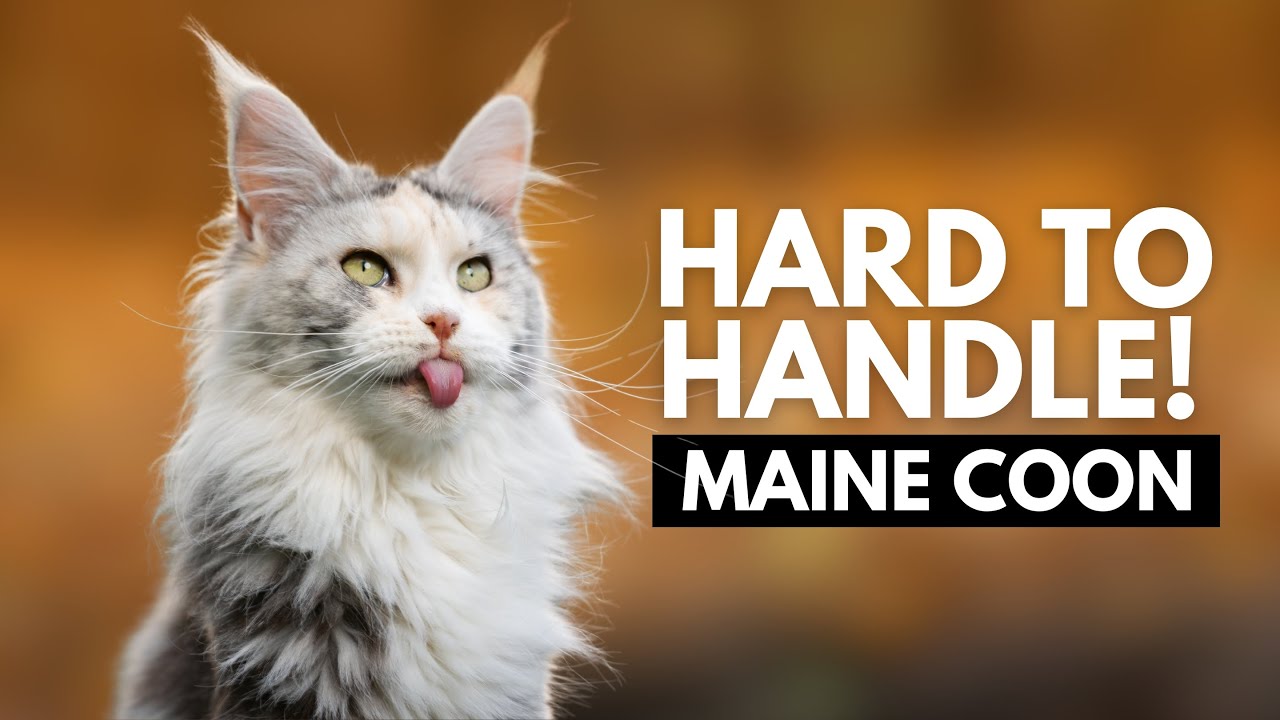 5 Reasons Most People Can’t Handle a Maine Coon Cat