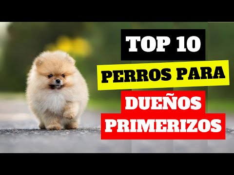 ¿Primer perro? Estas 10 RAZAS te harán la vida FÁCIL (y feliz) ❤️