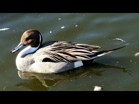 Northern Pintail Anas acuta — správanie, rozmnožovanie a pelichanie