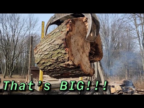 What is the Best Way To Split A MASSIVE Oak?