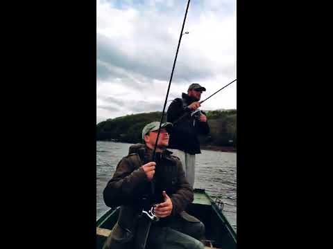 Smudj (zander) Jezero Celije