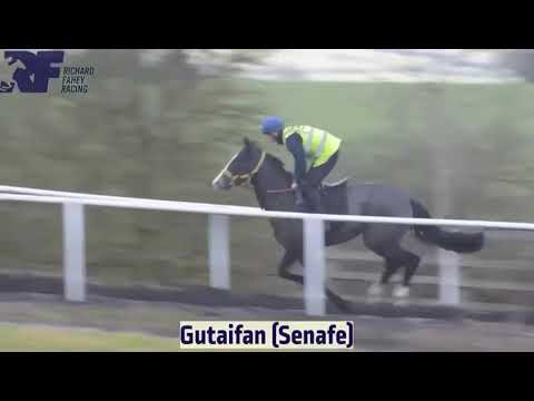 Gutaifan X Senafe 10th Feb