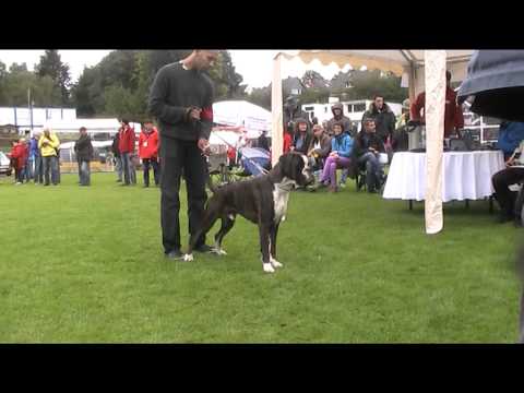 Jahressieger Germany 2013 Imperio Della Andasi 9 months