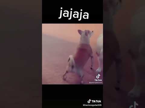 Que lindos perritos 🐶 🩷