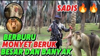 Download lagu HUNTING MACKS, MACK MONKEYS DESTROY PALM OIL OWNED BY RESIDENTS, mp3