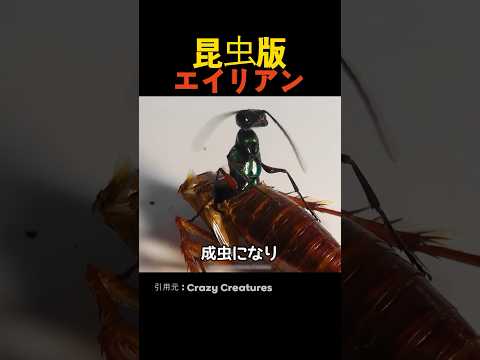 五つの目の化石が節足動物の進化に光を当てる