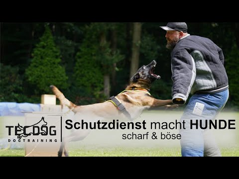 Protection training makes dogs aggressive and vicious???