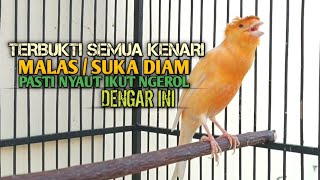 Download lagu kenari gacor panjang Cuit Cuit EMOSI, Pancingan Kenari Paud Belajar Bunyi, terapi AMPUH Kenari MACET mp3