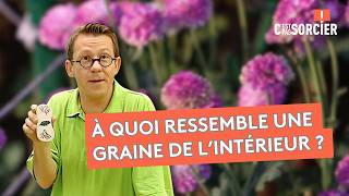Comment les plantes sont apparues sur Terre ? - C'est pas sorcier