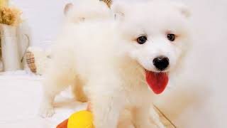 サモエドの動画01