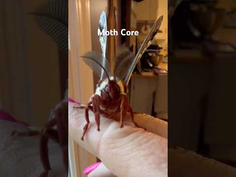 Moth Core #animalshorts #moths #moth #insects #insect #cuteanimals