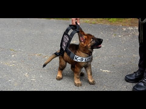 20 minutes of k9 takedowns