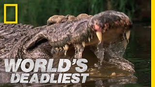 World's Deadliest - Crocs Kill with Strongest Bite
