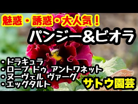 園芸 リヴィンのヴァイオレット、リヴィナスのヴァイオレット