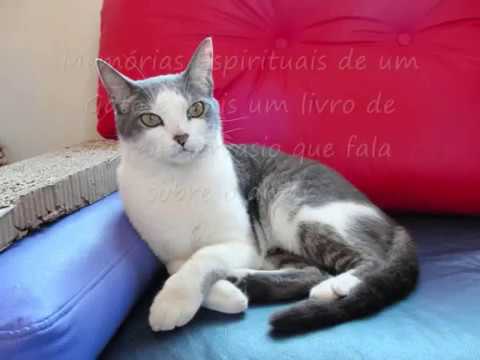 Memórias Espirituais de um Gato