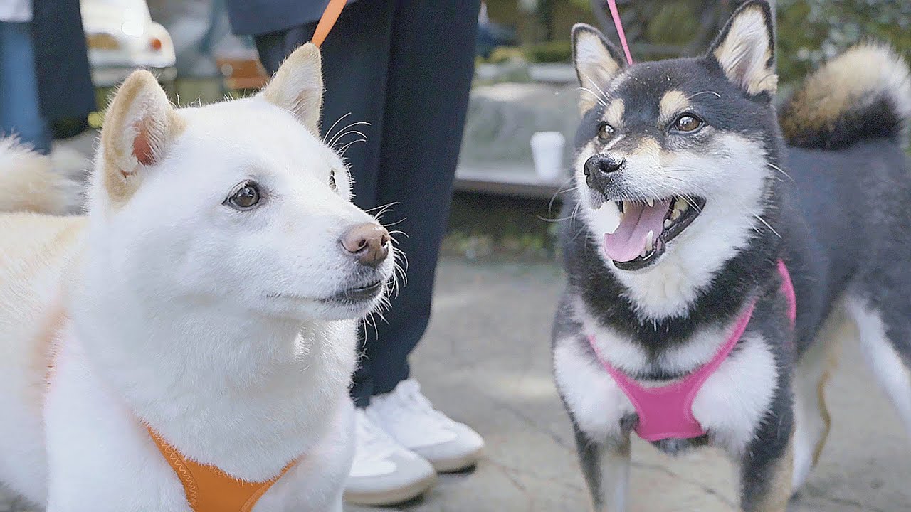 初めての家族旅行にいきましたinエンゼルフォレスト白河高原