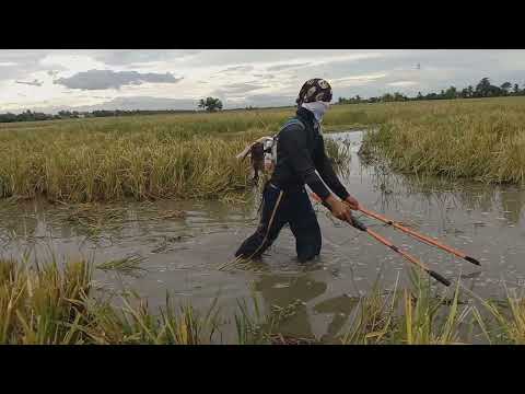 V#80 Electric fishing sabay tractor Ng palayan at my bonus pa na mga ibon