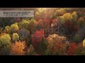 4K Royalty free stock footage video | Drone aerial. Sunset autumn forest. | canadastockfootage.com