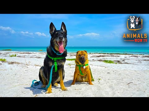 , title : 'Top 10 Dog Friendly Vacations - Best Vacation Trips to take your Dog'