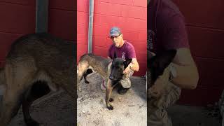 Video preview image #1 Mutt Puppy For Sale in Pasadena, CA, USA