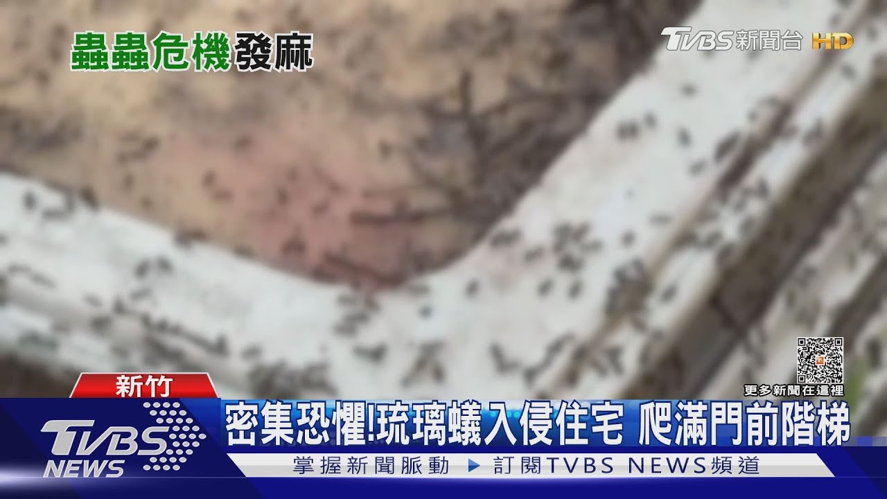 密集恐懼！琉璃蟻入侵住宅　爬滿門前階梯