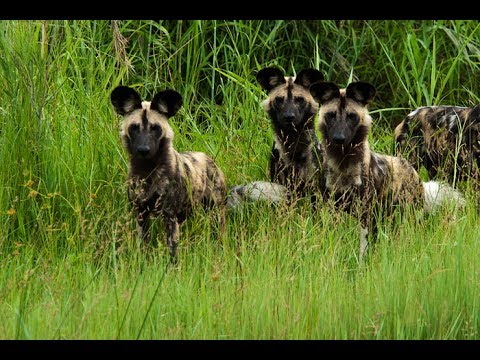 The pack wild dogs