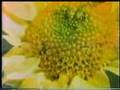 Sesame Street Sad Flower Film
