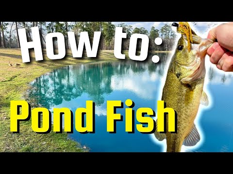 How to Pond Fish for Beginners | Pond Bass Fishing Tips