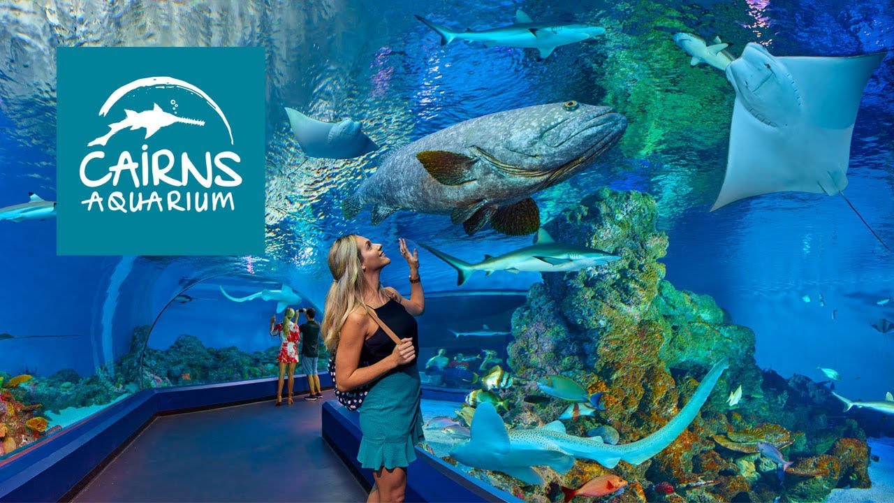 Discover the captivating highlights of Cairns Aquarium.