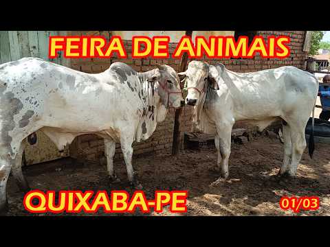 Feira de animais de Quixaba-PE (01/03/26)