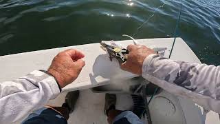 Weakfish bite was on pt 2!