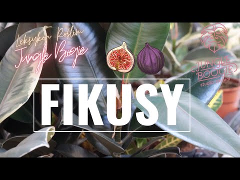 Ficuses, how to care for them - the most important information and the most common problems.