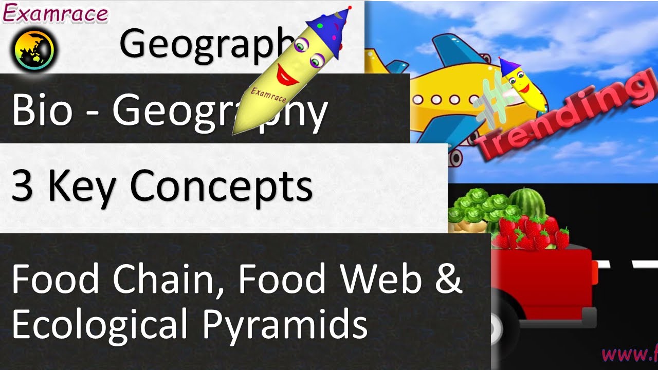 Food Chain, Food Web and Ecological Pyramids - 3 Key Concepts in 1 Lecture