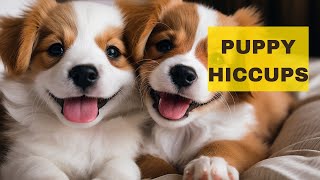 How To Get Rid Of Hccups In Puppies