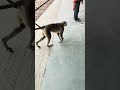 Monkey Patli Kamariya Bole Hay Hay
