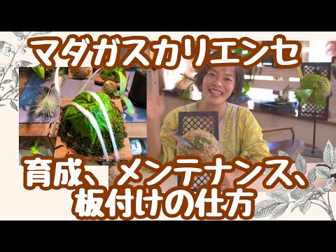 マンテラ マダガスカリエンシス