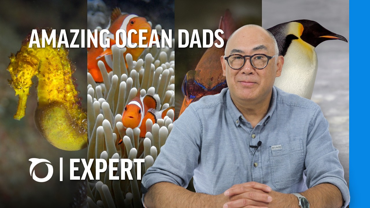 Meet the Ocean’s Most Devoted Fathers