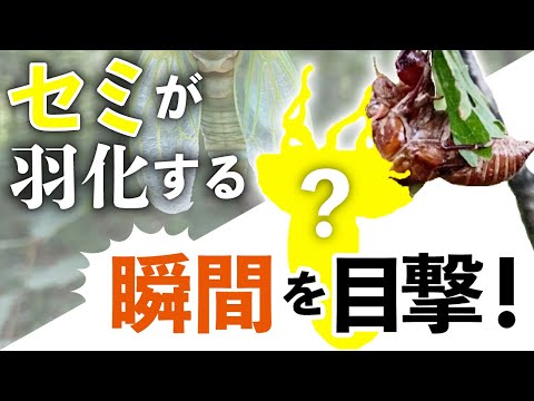 看護学科 セミの羽化 in 飯縄山