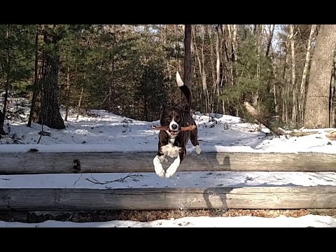 Lucy Leaping at Noanet Woodlands